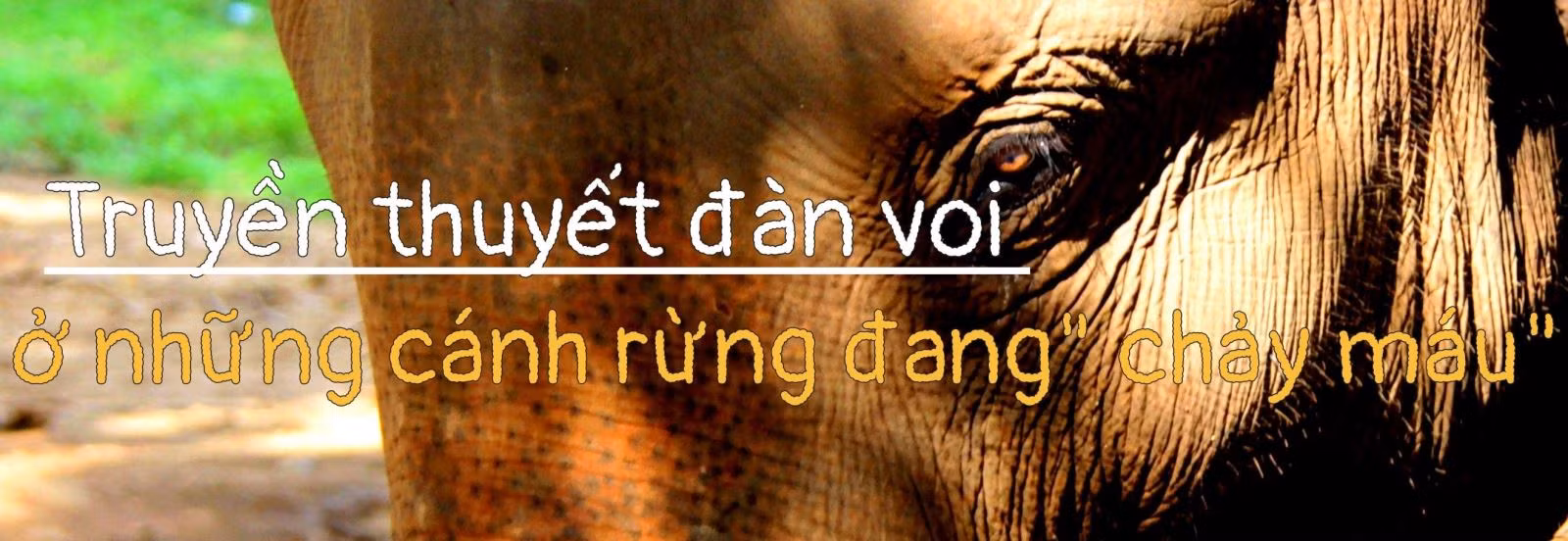 'Truyền thuyết' có thật về cứu hộ voi hoang dã ảnh 13