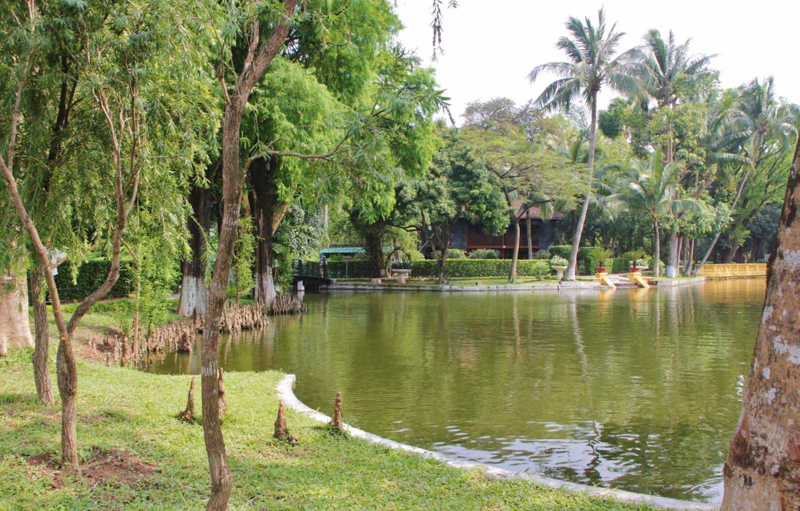 Cây bụt mọc - một loại cây rất đặc biệt mọc bên ao cá của bác.