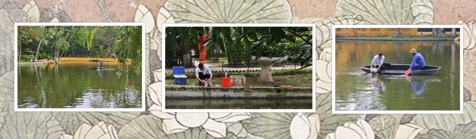 Công việc chăm sóc đàn cá trong Ao cá Bác Hồ vẫn được tiến hành cẩn trọng mỗi ngày.