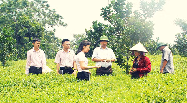 Người nghèo ở các xã của thị xã Phổ Yên vay vốn chính sách phát triển mô hình kinh tế đồi rừng mang lại hiệu quả cao.