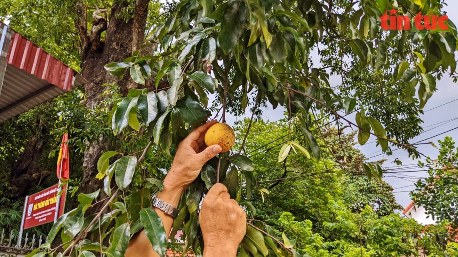 Chú thích ảnh