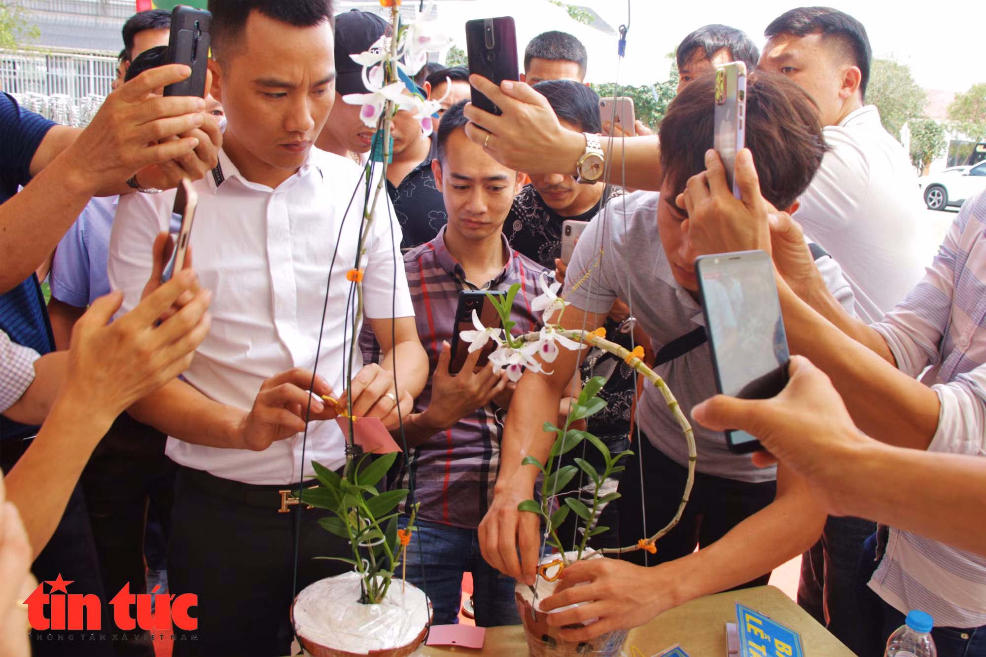 Mục sở thị những mặt hoa lan đột biến khiến thị trường hoa 'điên đảo' ảnh 16