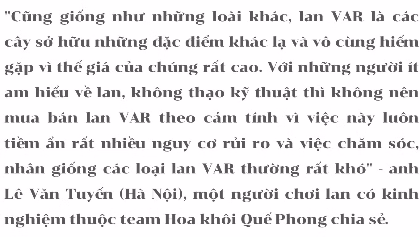 Mục sở thị những mặt hoa lan đột biến khiến thị trường hoa 'điên đảo' ảnh 22