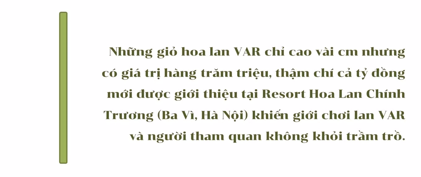 Mục sở thị những mặt hoa lan đột biến khiến thị trường hoa 'điên đảo' ảnh 25
