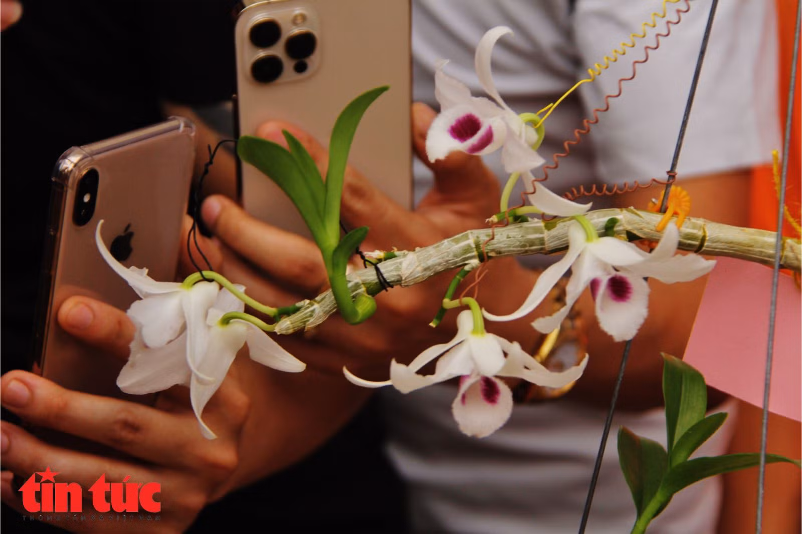 Mục sở thị những mặt hoa lan đột biến khiến thị trường hoa 'điên đảo' ảnh 5