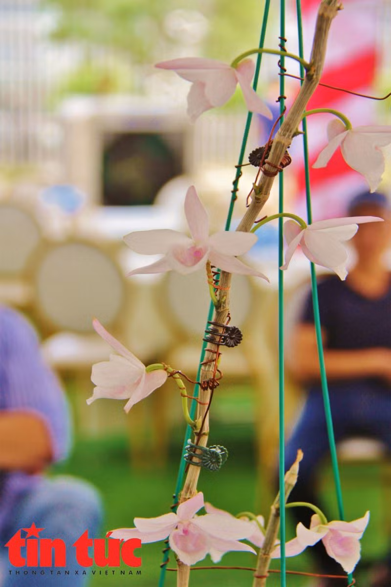 Mục sở thị những mặt hoa lan đột biến khiến thị trường hoa 'điên đảo' ảnh 8