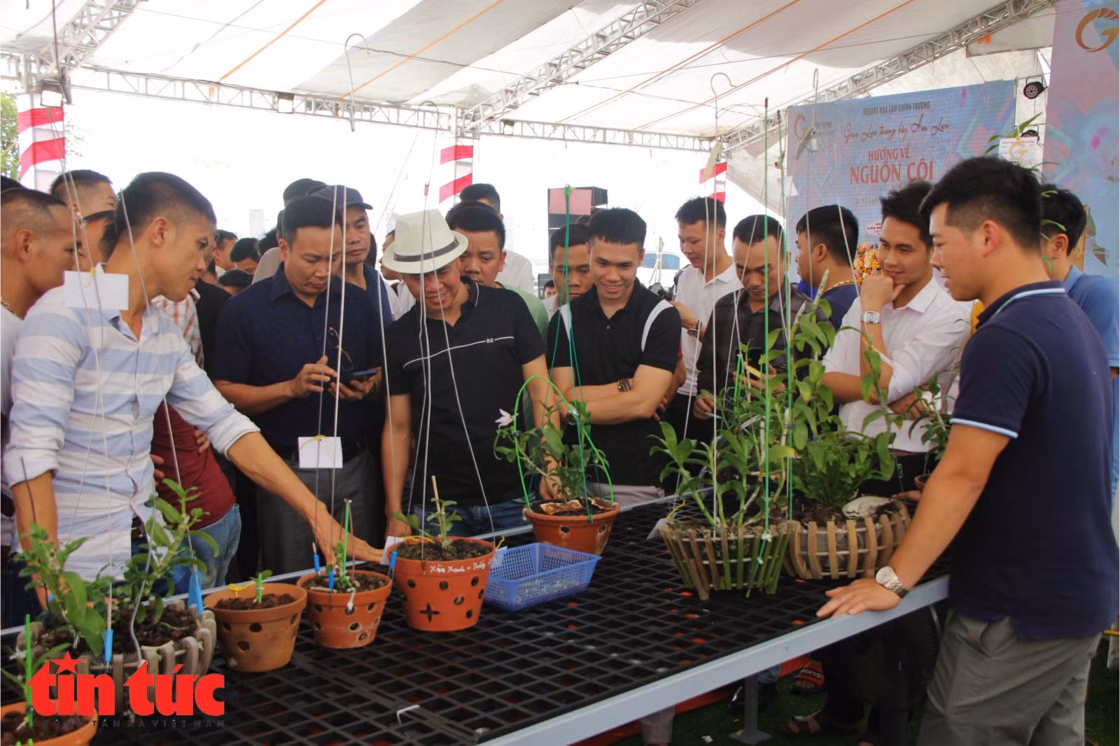 Mục sở thị những mặt hoa lan đột biến khiến thị trường hoa 'điên đảo' ảnh 24
