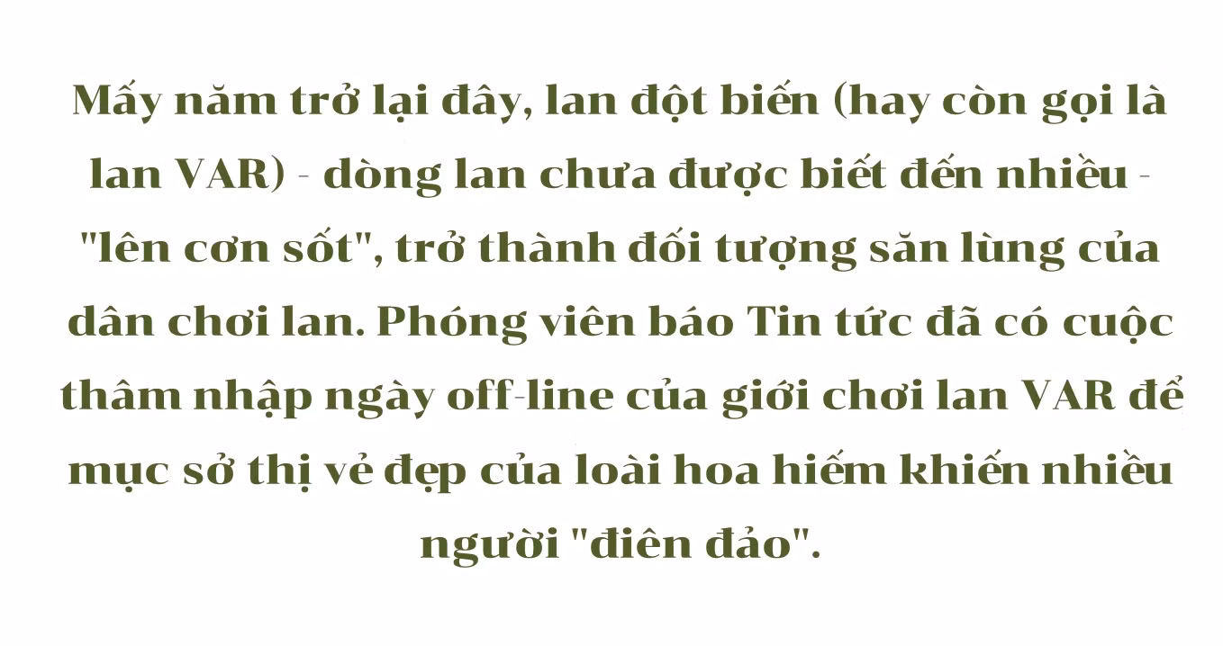 Mục sở thị những mặt hoa lan đột biến khiến thị trường hoa 'điên đảo' ảnh 1