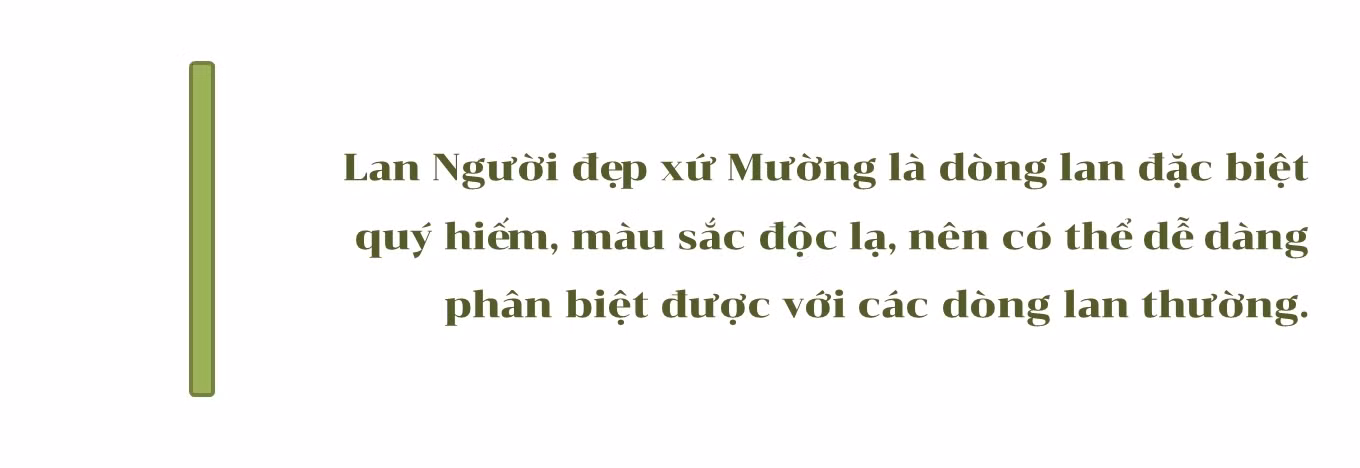 Mục sở thị những mặt hoa lan đột biến khiến thị trường hoa 'điên đảo' ảnh 6