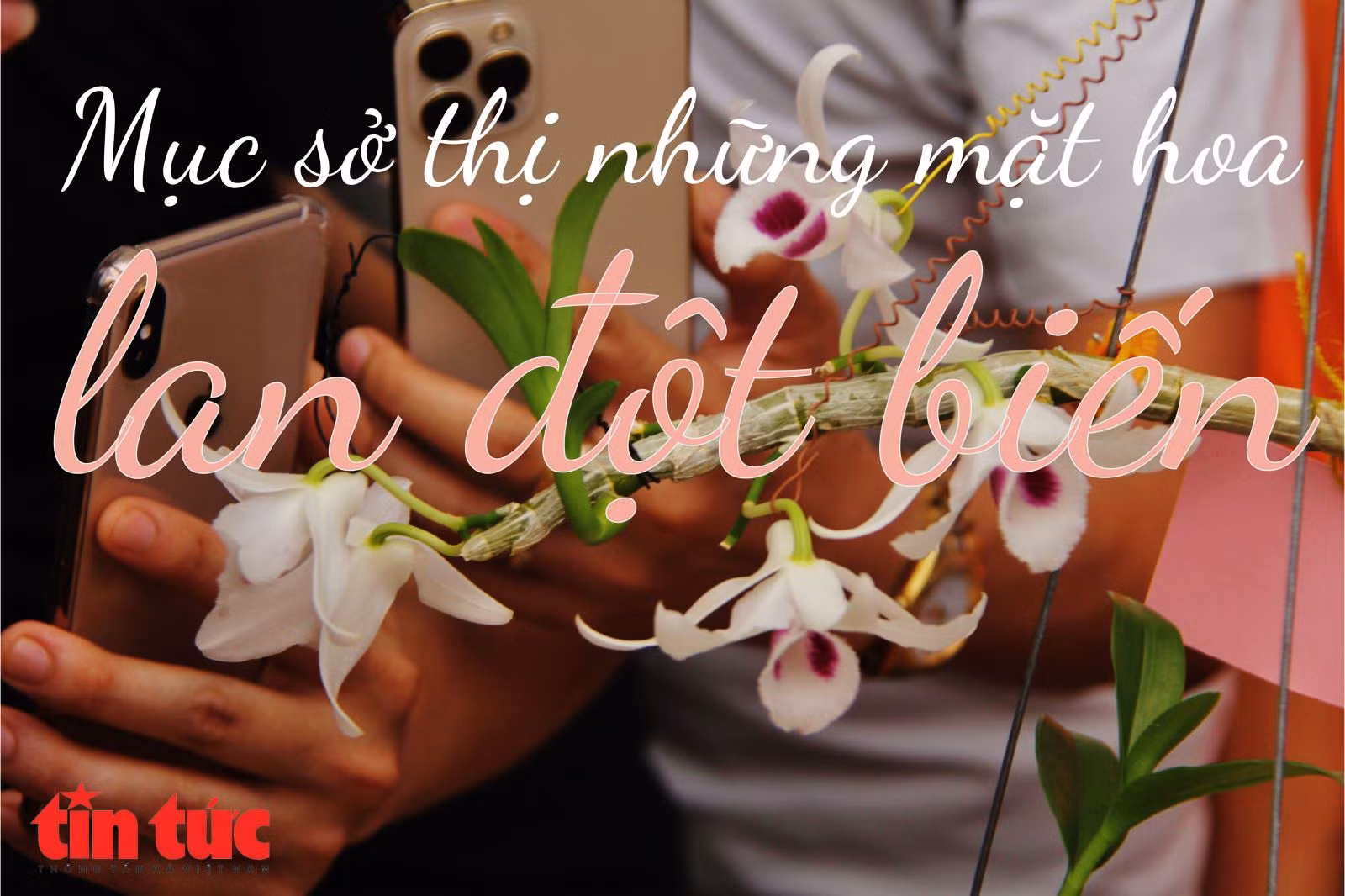Mục sở thị những mặt hoa lan đột biến khiến thị trường hoa 'điên đảo'