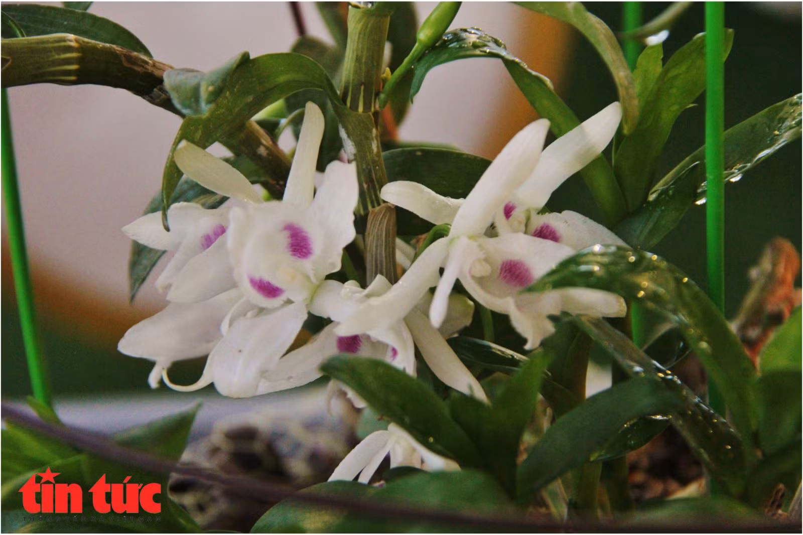 Mục sở thị những mặt hoa lan đột biến khiến thị trường hoa 'điên đảo' ảnh 19