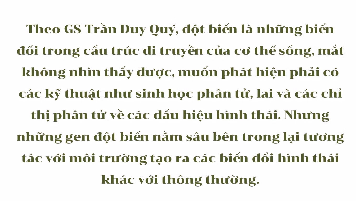 Mục sở thị những mặt hoa lan đột biến khiến thị trường hoa 'điên đảo' ảnh 28