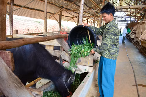 Sơn La chủ động phòng, chống đói rét cho gia súc ảnh 1