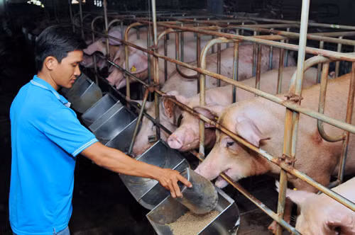 Đảm bảo nguồn cung thực phẩm cho Tết Nguyên Đán ảnh 1
