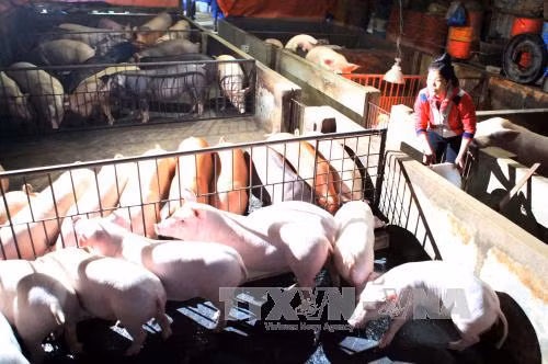 ĐBSCL phấn đấu giảm tỷ lệ nghèo năm 2015 ảnh 1