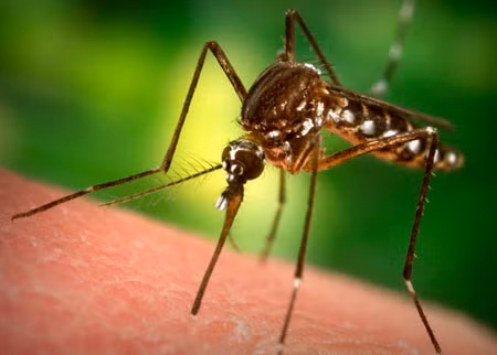 Phát hiện virút Tây Sông Nile tại Mỹ ảnh 1