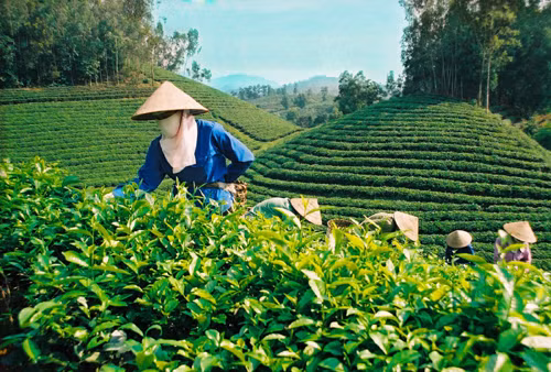 Chọn tạo thành công 4 dòng chè cho năng suất cao ảnh 1