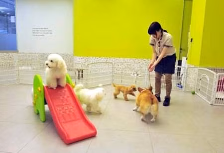 Bùng nổ khách sạn chăm sóc thú nuôi ở Hàn Quốc ảnh 1