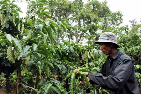 Tỷ phú người M'Nông trên mảnh đất anh hùng N’Trang Lơng ảnh 1
