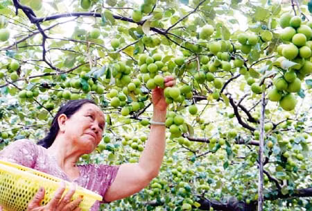 Tăng nguồn lực khoa học, công nghệ cho địa phương ảnh 1