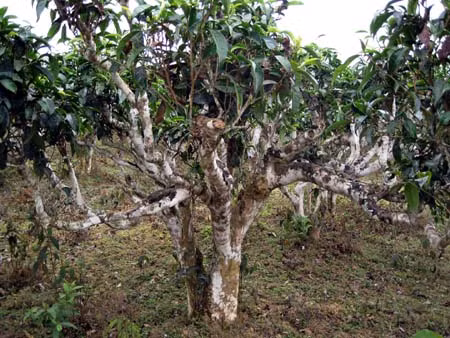 Các địa phương chăm lo bảo tồn và phát triển các loại cây, con “đặc sản” ảnh 1
