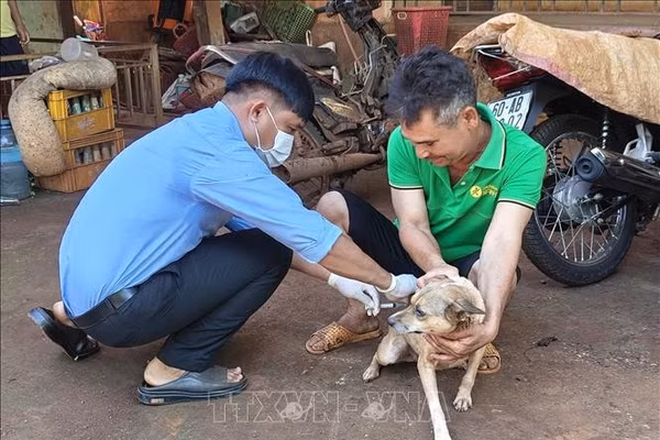 Thay đổi tập quán, giảm nguy cơ bệnh dại