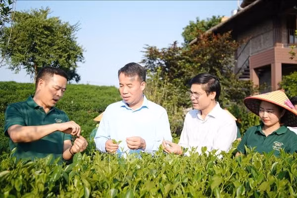 Đưa văn hóa trà Thái Nguyên vươn tầm quốc tế