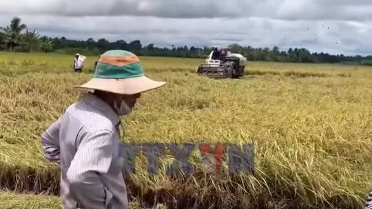 Liên kết sản xuất ST25, nông dân có điểm tựa giữa lúc giá lúa giảm