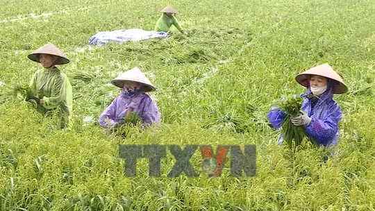 Người dân dầm mưa gặt lúa non chạy lũ