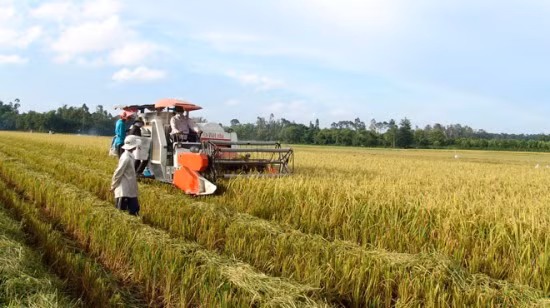 Hiệu quả của mô hình “Cánh đồng lớn” ảnh 2