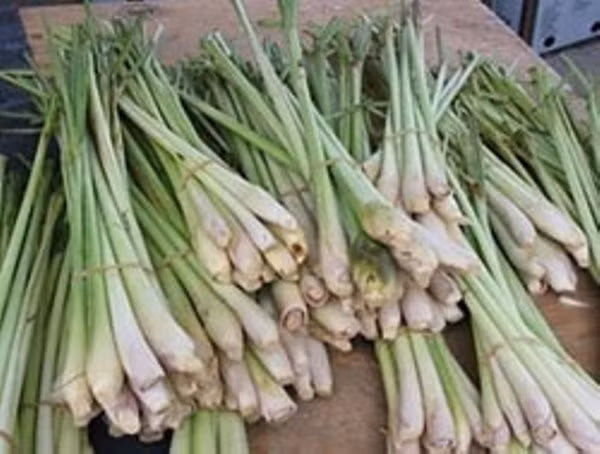 Phòng bệnh sởi bằng y học cổ truyền đúng cách ảnh 1