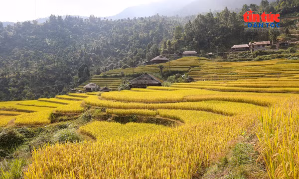 Mùa lúa chín nhuộm sắc vàng ruộng bậc thang Xà Phìn giữa đại ngàn