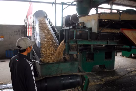 Xuất khẩu dăm gỗ thiệt hại do phát triển "nóng" ảnh 1
