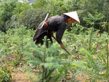 Đẩy mạnh công tác trồng rừng ở Mường Khương ảnh 1