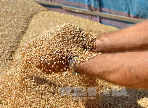 Mỹ kiện Ấn Độ lên WTO liên quan đến trợ giá ngũ cốc ảnh 1