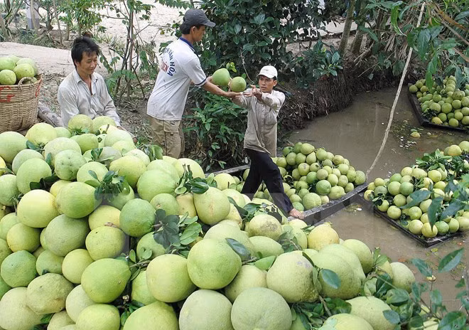 Thương lái vào nhà vườn thu mua bưởi non ảnh 1