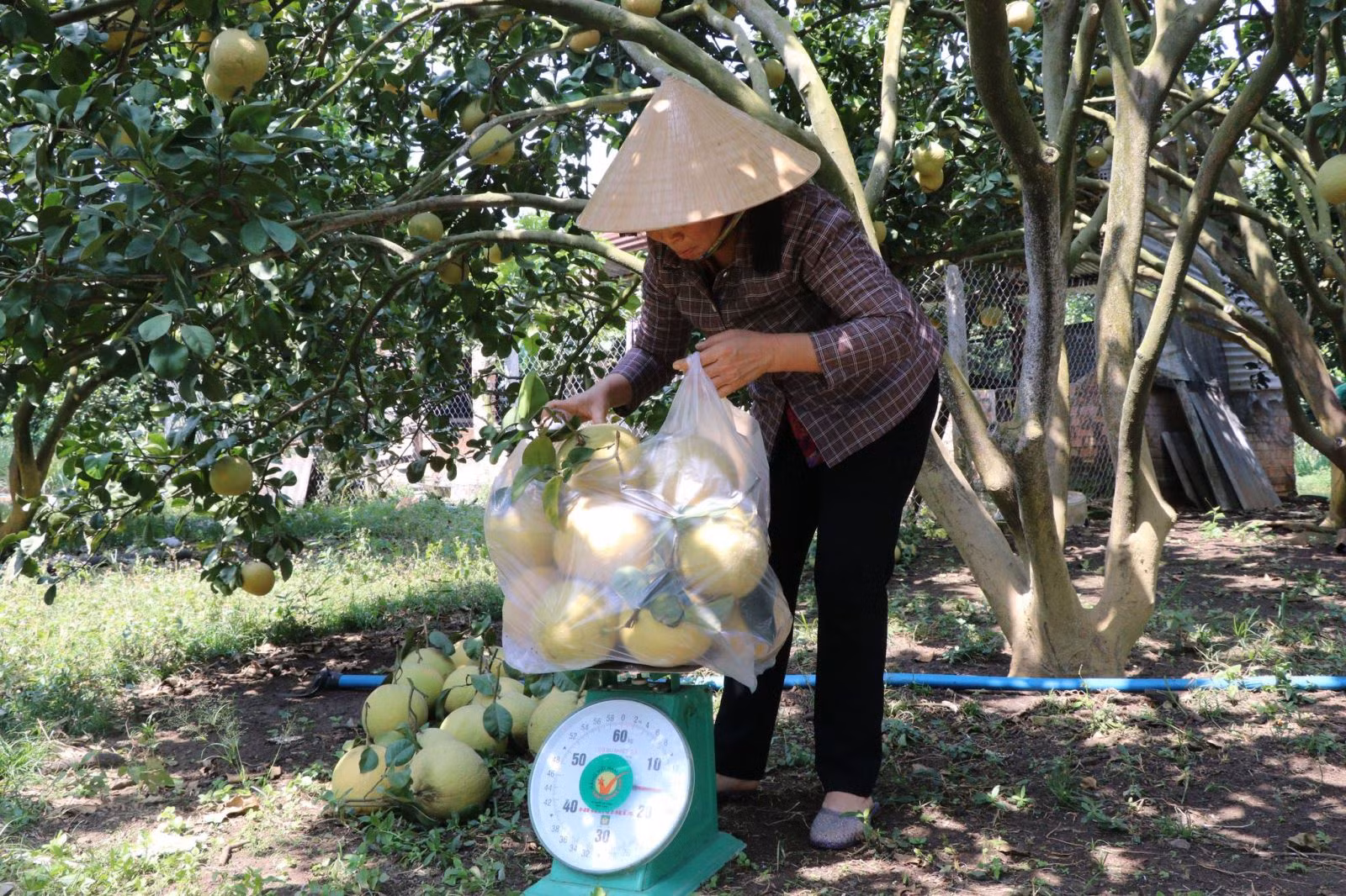 Chú thích ảnh