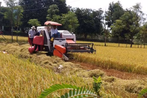 Xây dựng thương hiệu gạo để nâng cao giá trị xuất khẩu ảnh 1