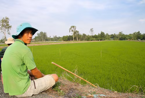 Vì sao nông dân ĐBSCL bỏ ruộng? ảnh 2