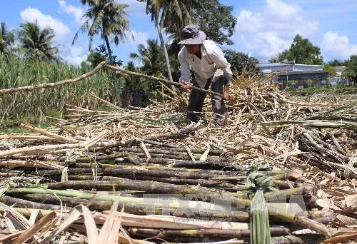 Mía đường trong nước lao đao vì đường nhập lậu giá rẻ ảnh 2
