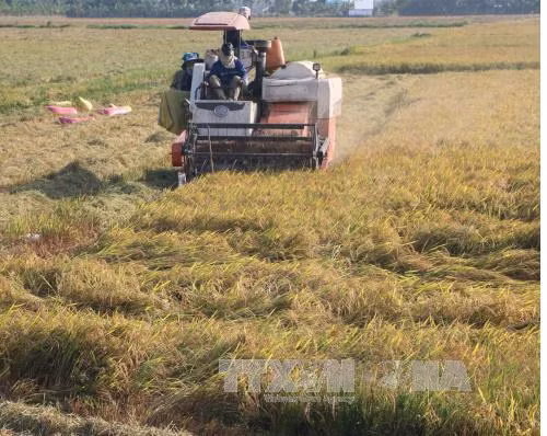 Lúa vụ 3 tại Cần Thơ được giá ảnh 1