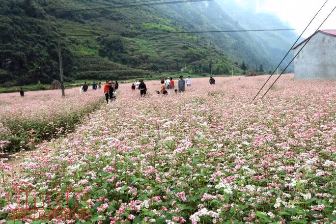 Ngắm hoa tam giác mạch đẹp mê mải ở Hà Giang ảnh 1