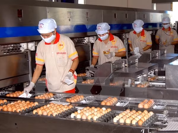 Bảo quản trứng gia cầm không đúng cách sẽ khiến vi khuẩn xâm nhập ảnh 1