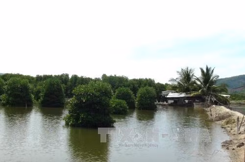 Khánh Hòa trồng thêm 400 ha rừng ngập mặn vùng ven biển ảnh 1