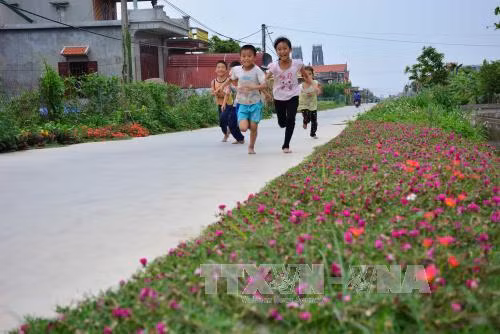 Những con đường hoa ở làng quê Nam Định đẹp như mơ ảnh 1