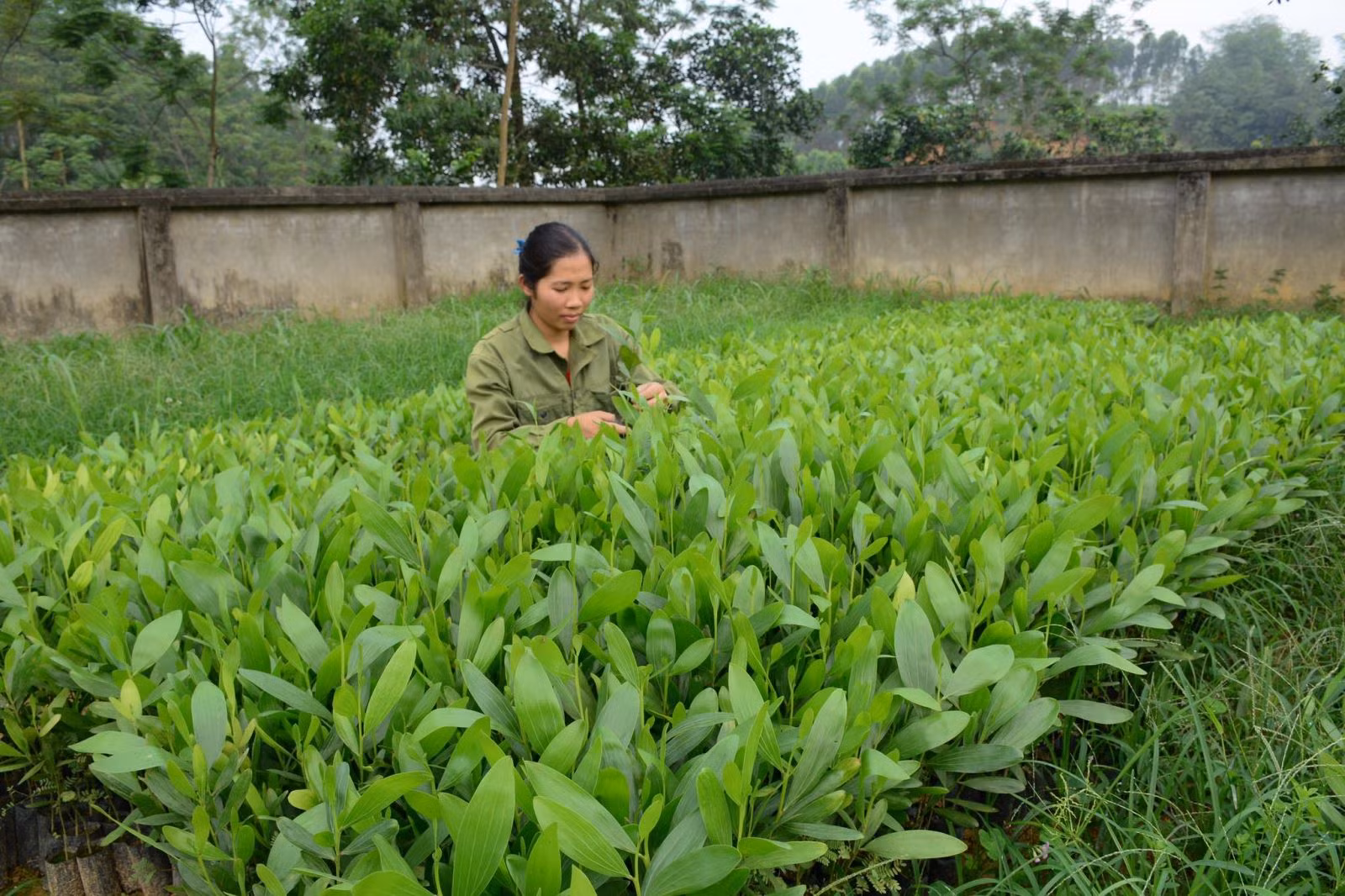 Chú thích ảnh