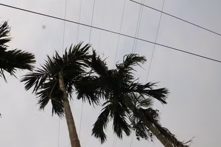 Điện lực Hải Phòng nhận trách nhiệm vụ điện giật ở Thủy Nguyên ảnh 1