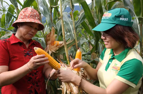 Lộ trình cho cây biến đổi gen ảnh 1