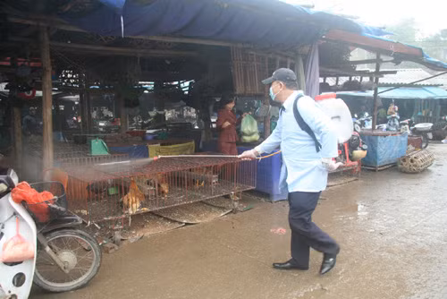 Chủ động đối phó với dịch cúm gia cầm ảnh 1