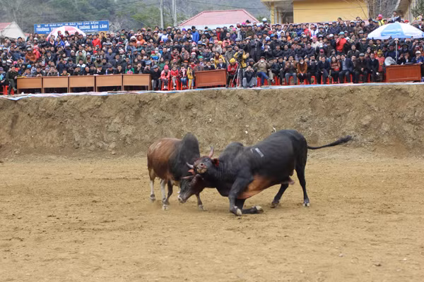 Lễ hội chọi bò u Bảo Lâm ảnh 5